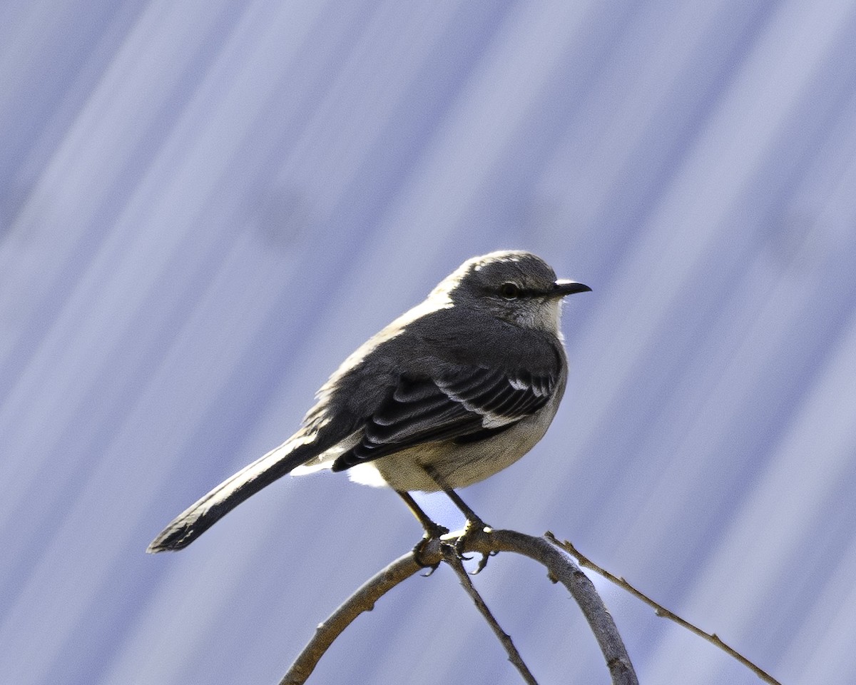 Northern Mockingbird - ML526198101