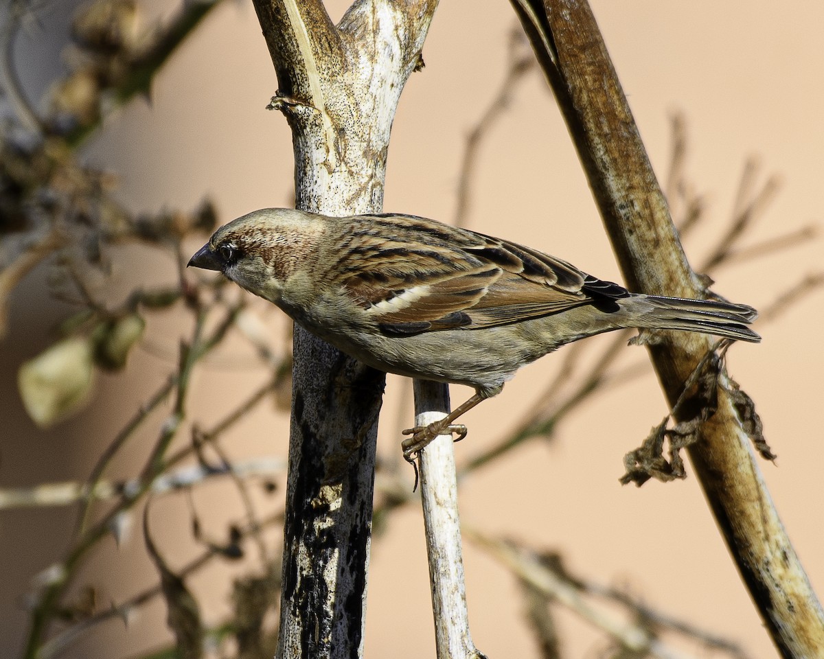 House Sparrow - ML526198201