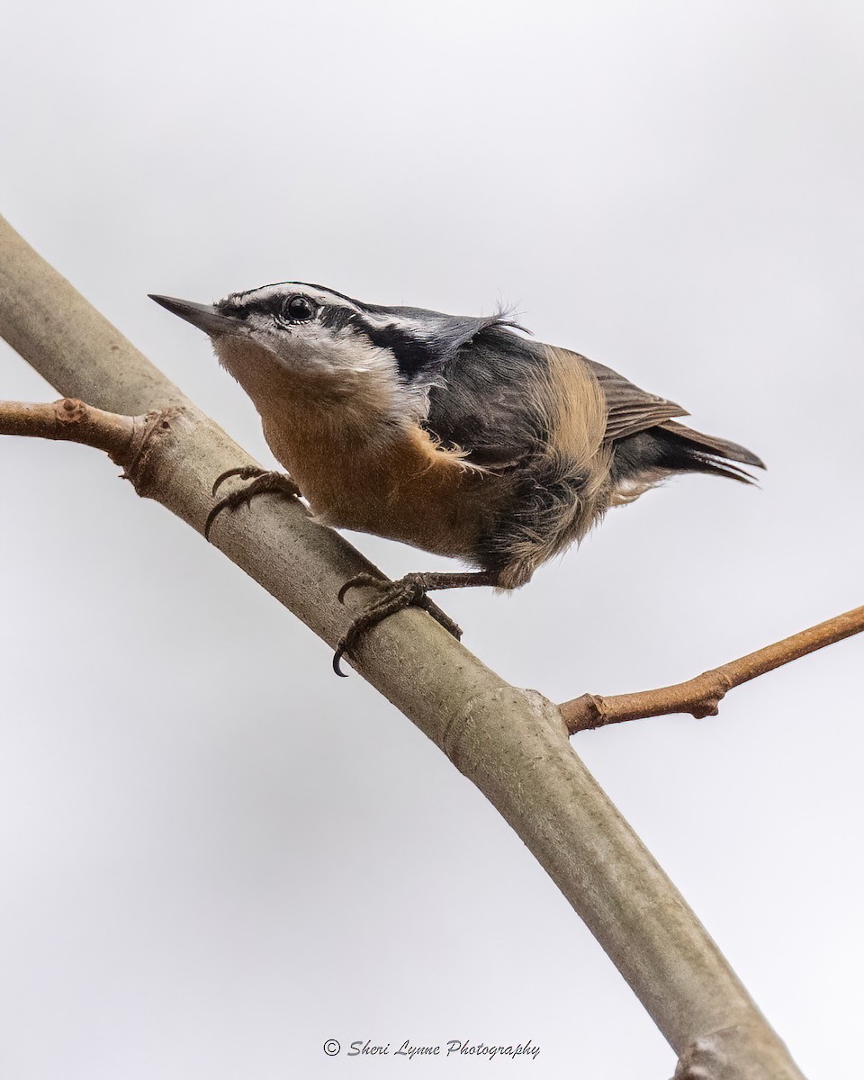 Red-breasted Nuthatch - ML526198211