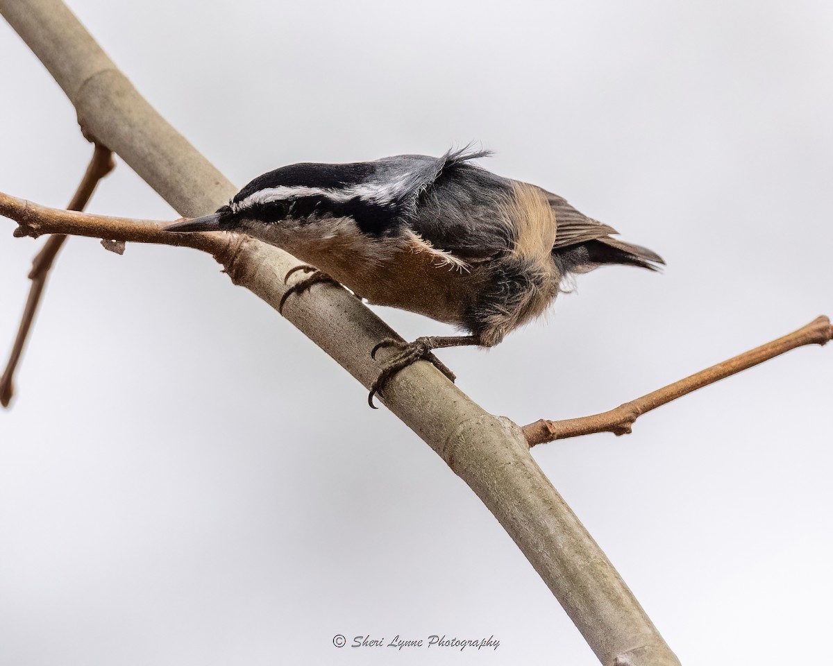 Red-breasted Nuthatch - ML526198221