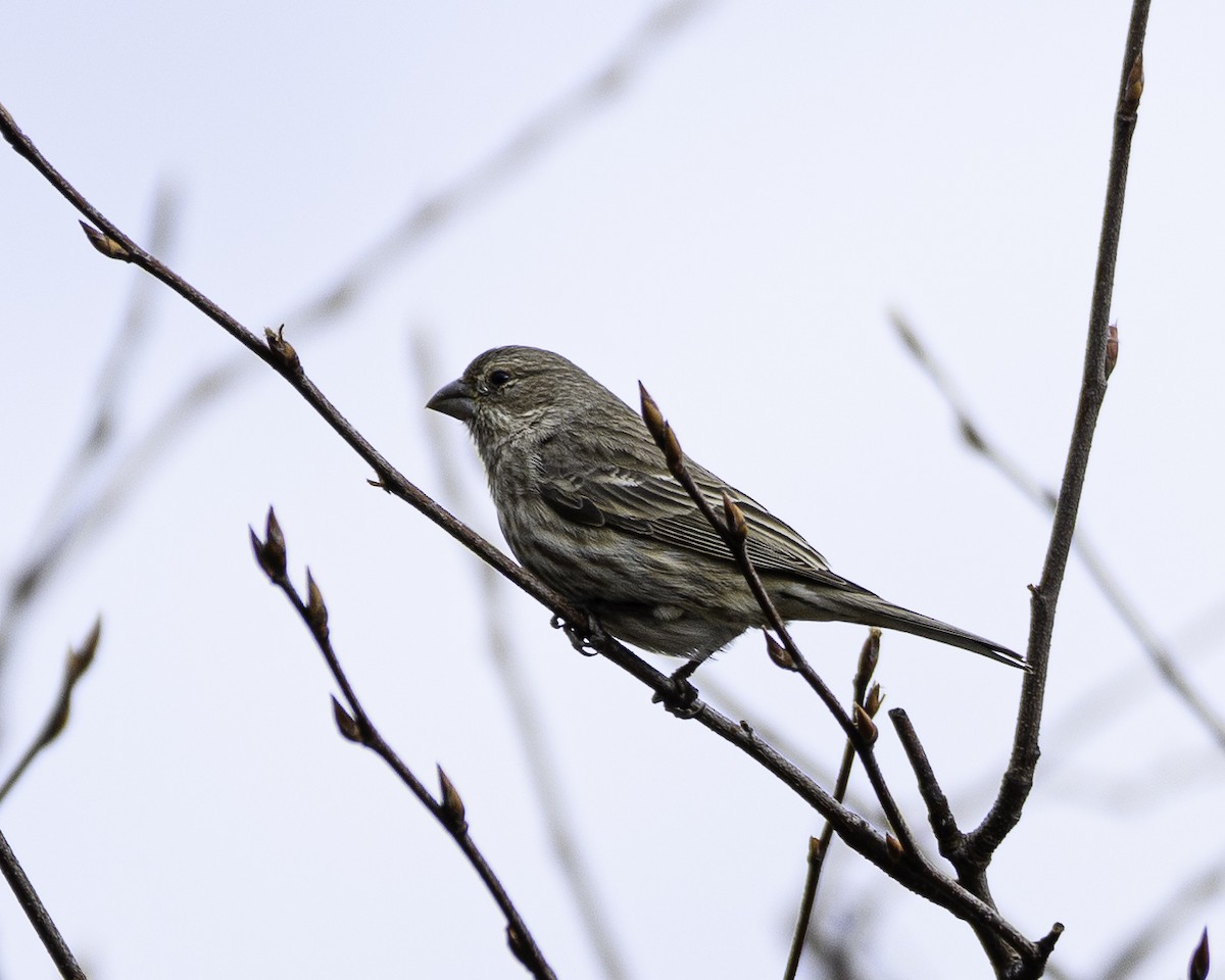House Finch - ML526198331