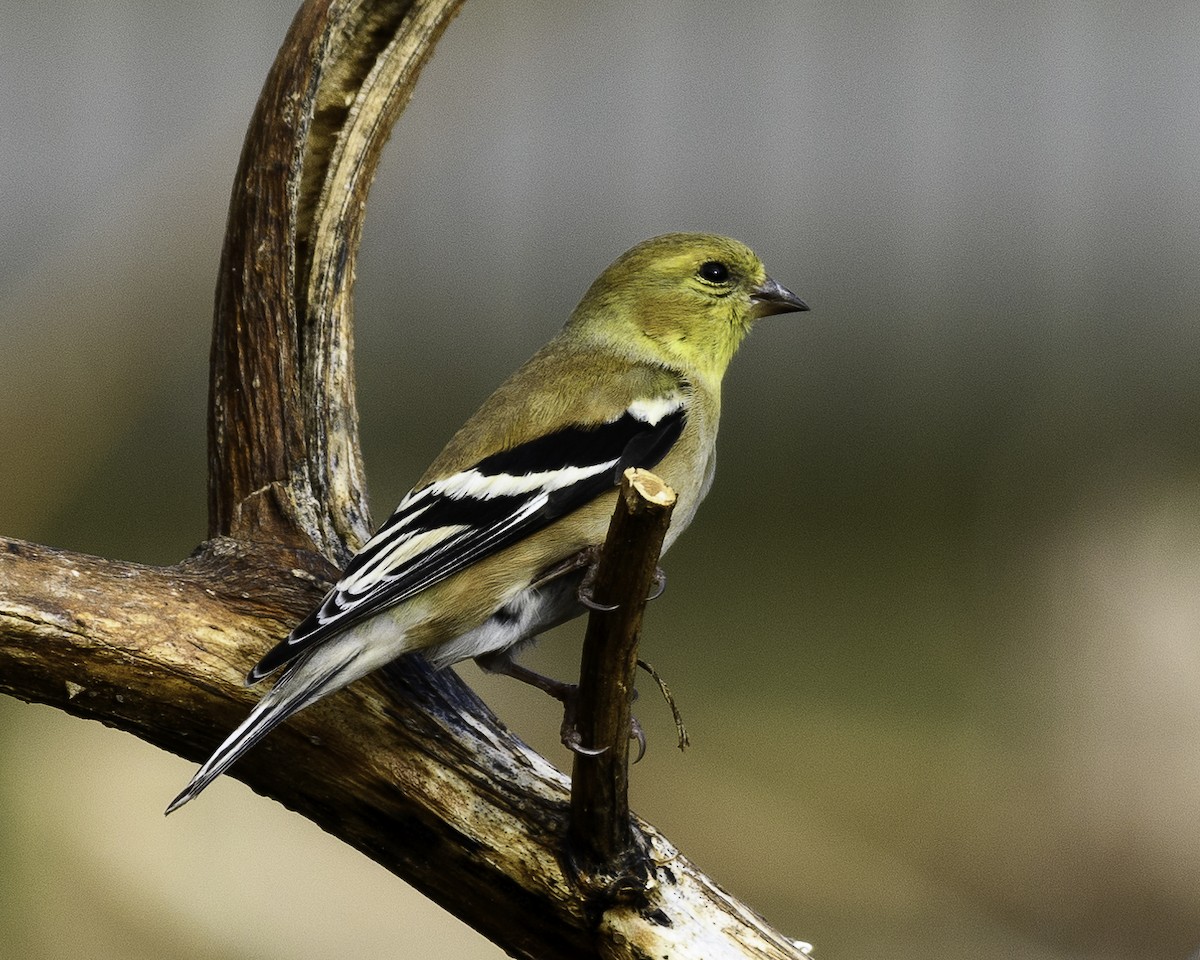 American Goldfinch - ML526198491