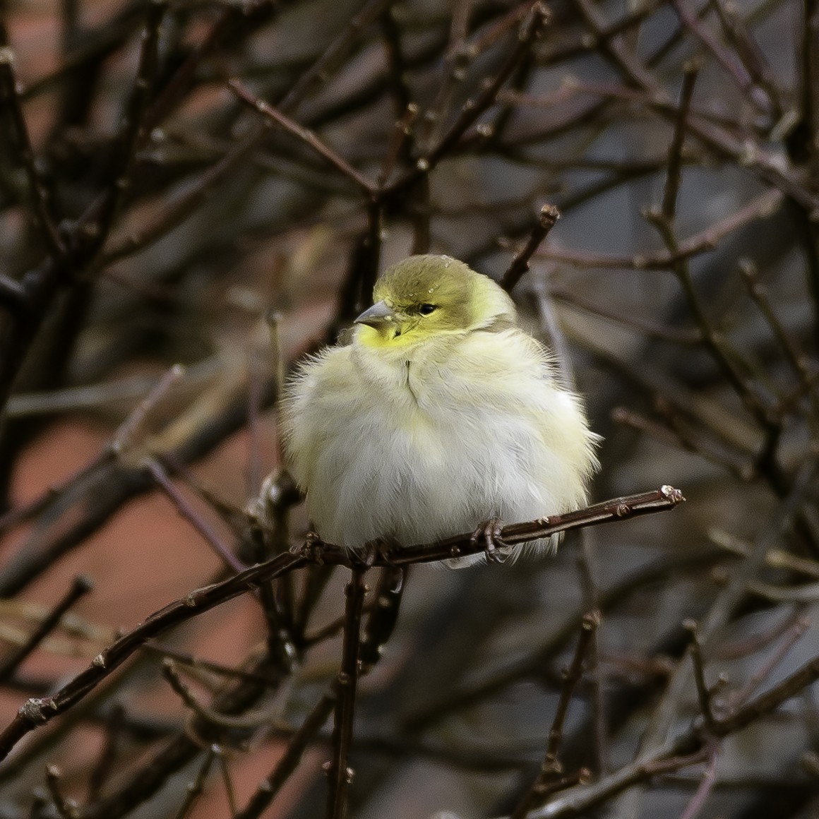 American Goldfinch - ML526198501