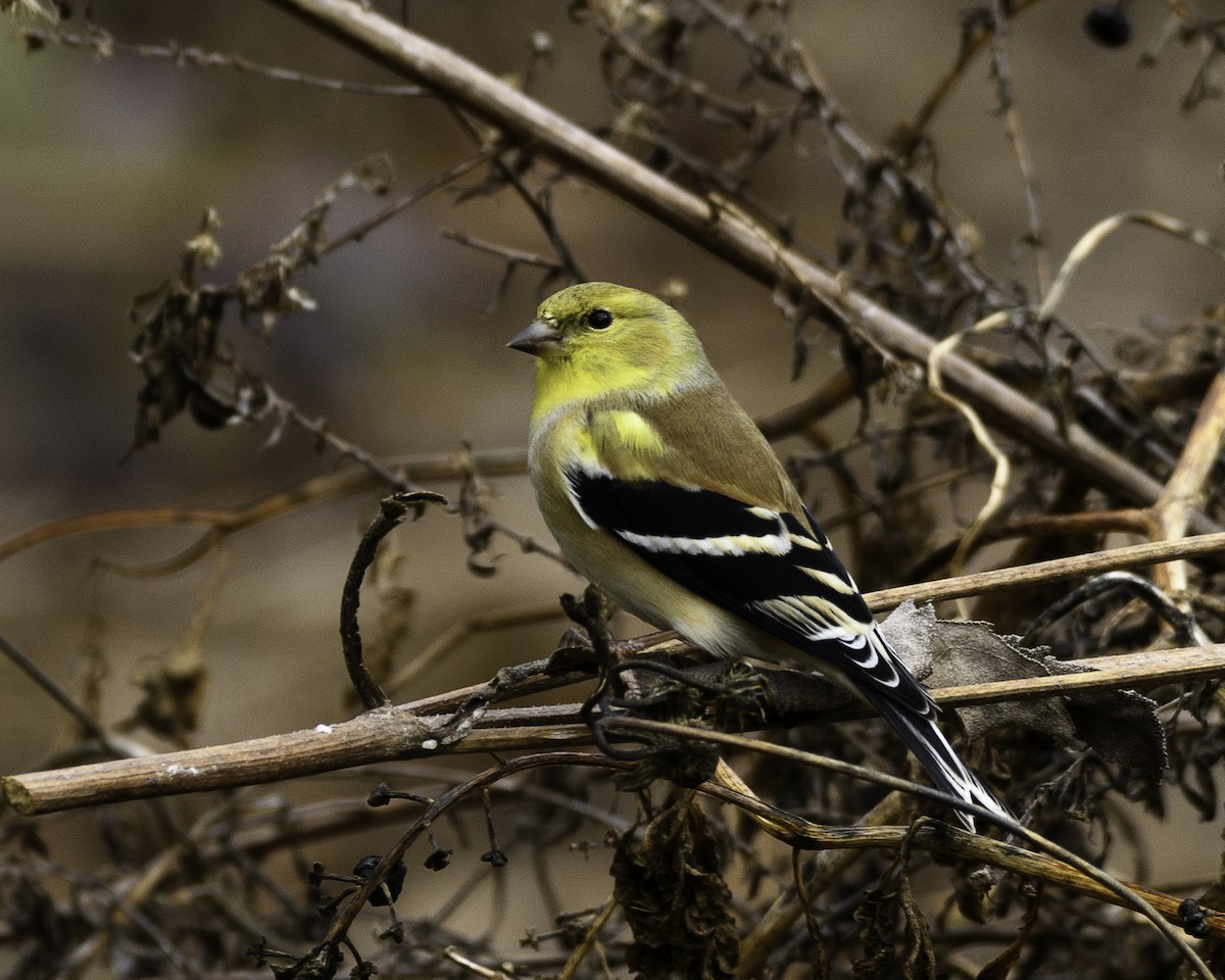 American Goldfinch - ML526198511