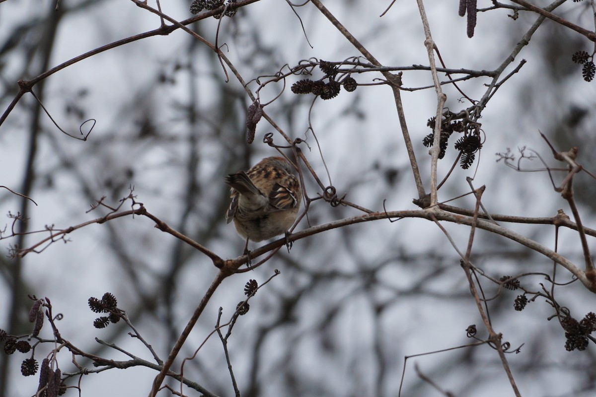 American Tree Sparrow - ML526198741