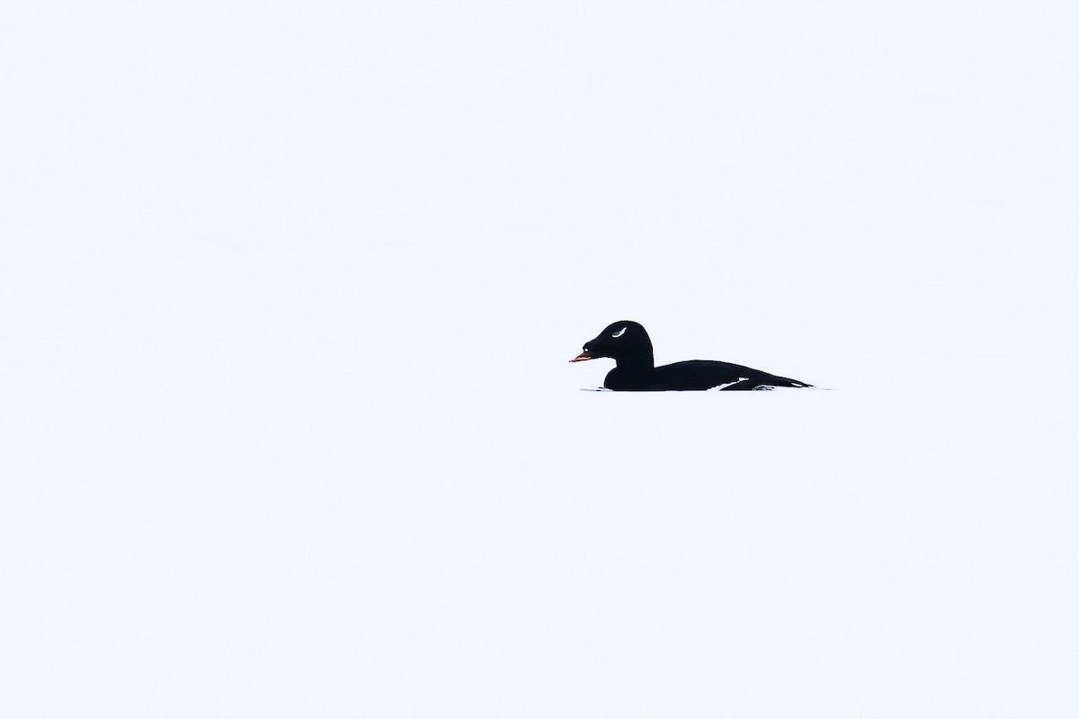 Stejneger's Scoter - ML526199791