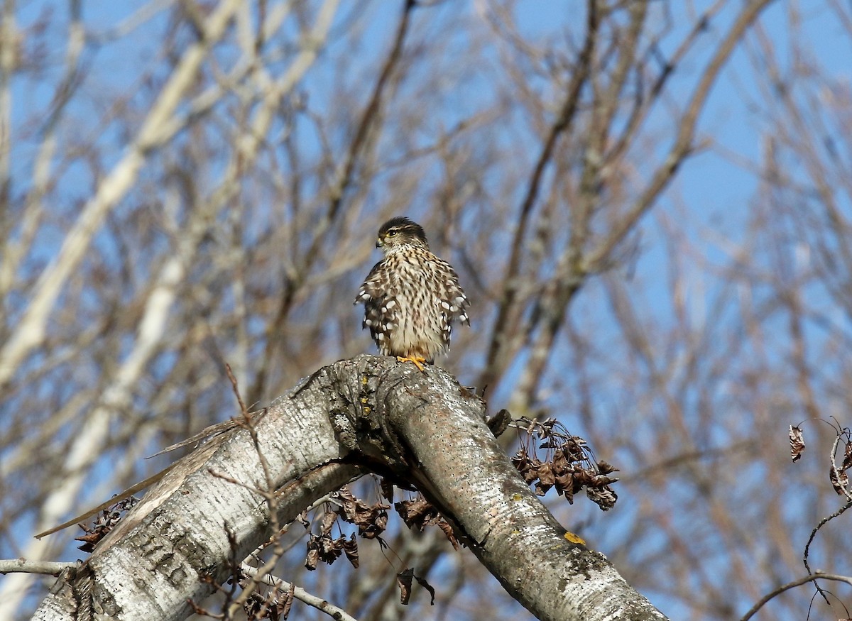 Merlin - ML526199871