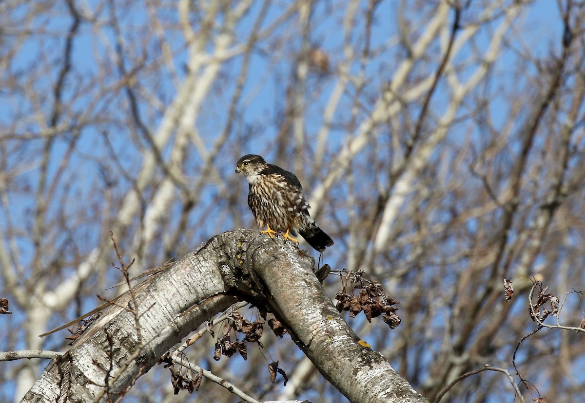Merlin - ML526199901