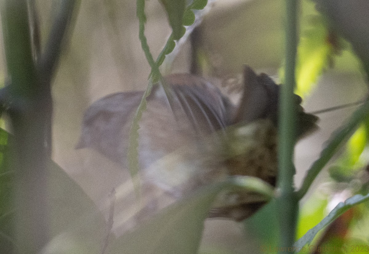 Swamp Sparrow - Lawrence Gladsden