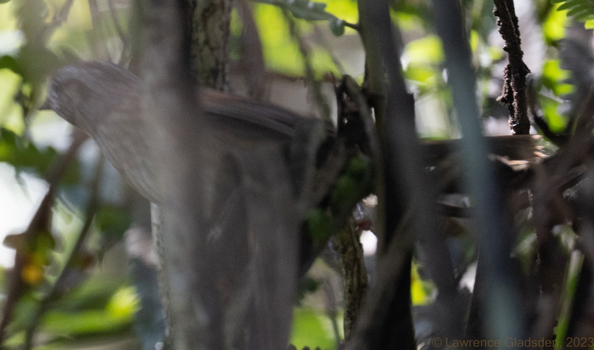 Swamp Sparrow - Lawrence Gladsden