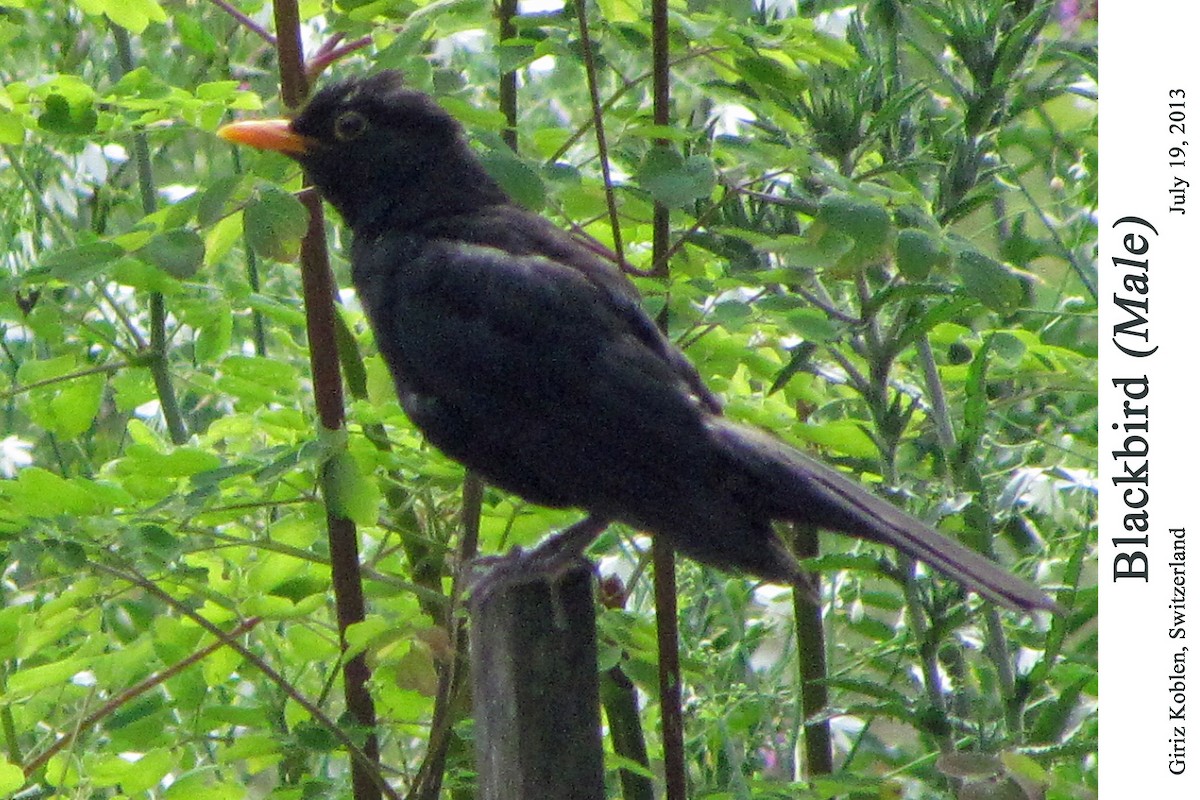 Хар хөөндэй - ML526201581