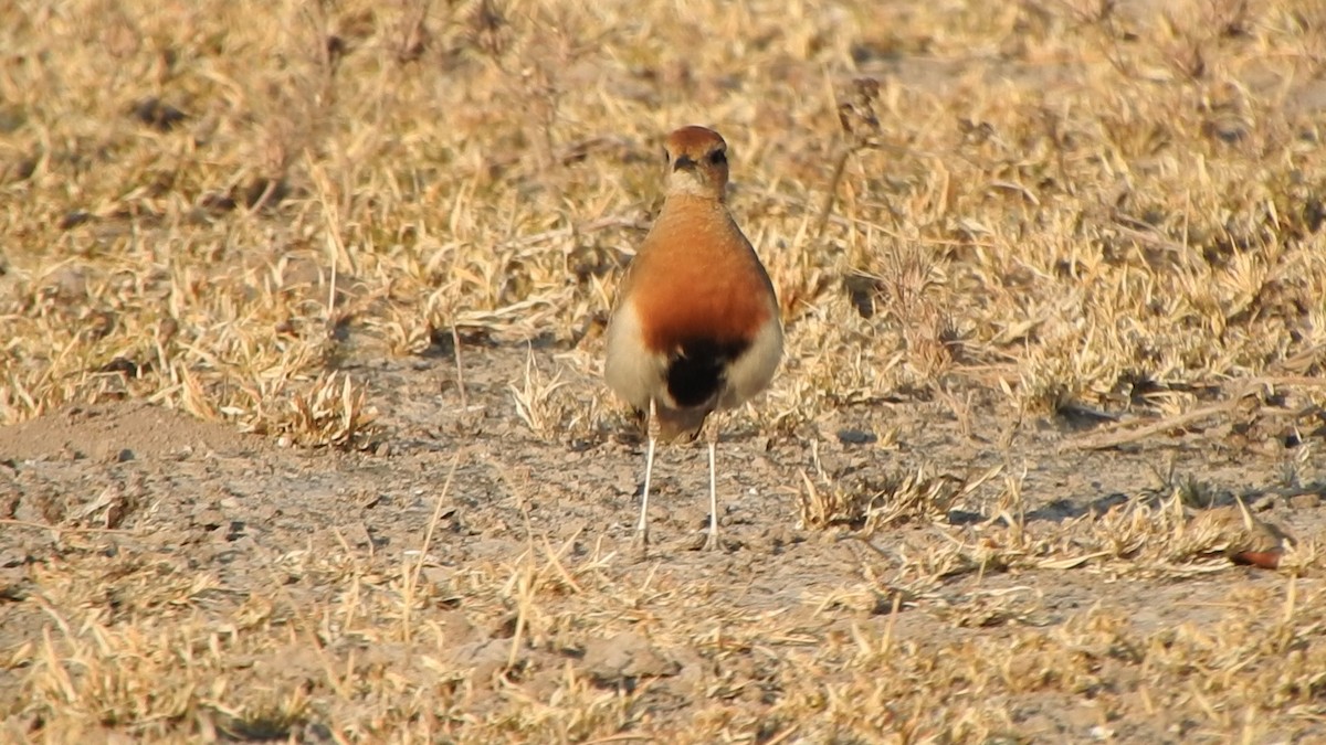 Temminck's Courser - ML526201861