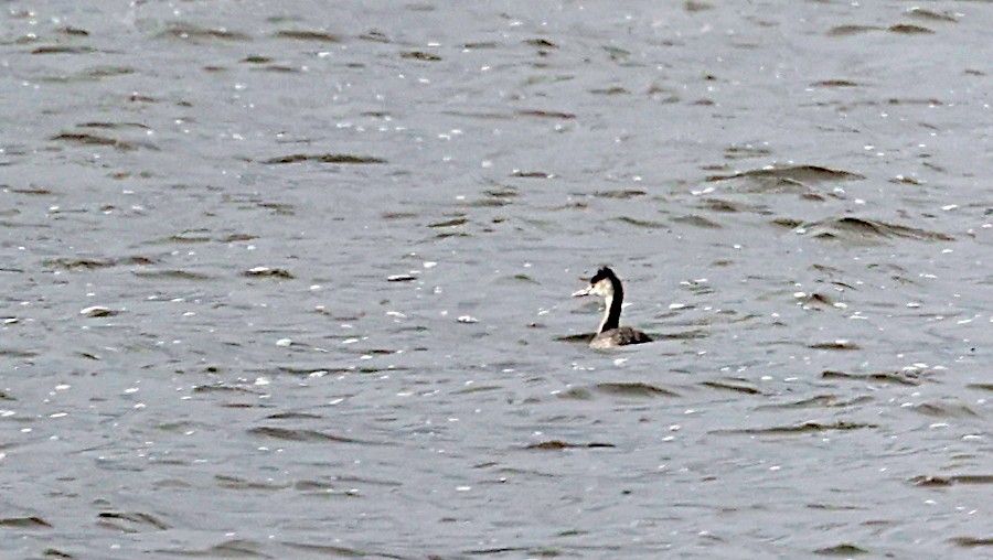 Great Crested Grebe - ML526201981