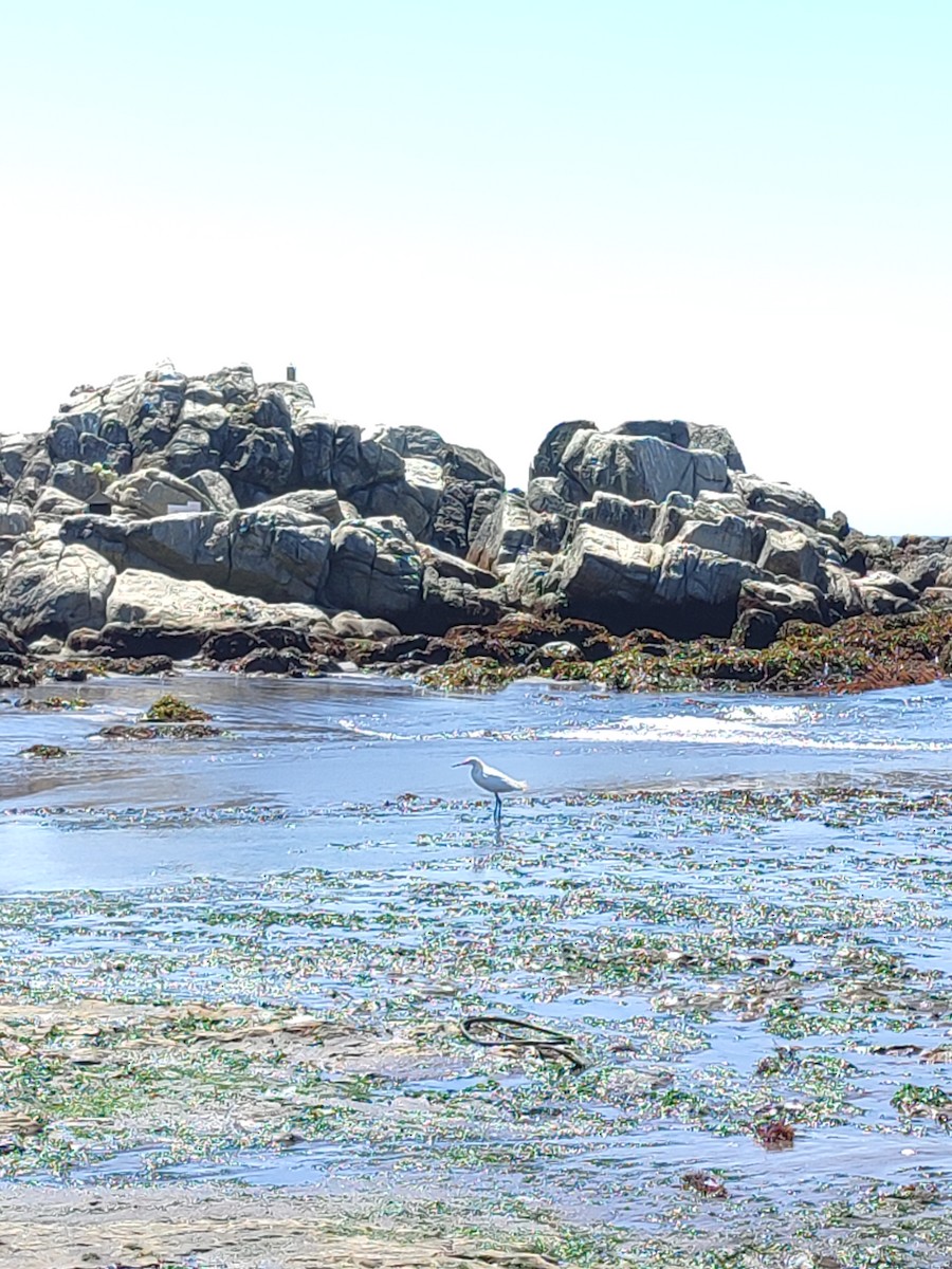 Snowy Egret - ML526204241