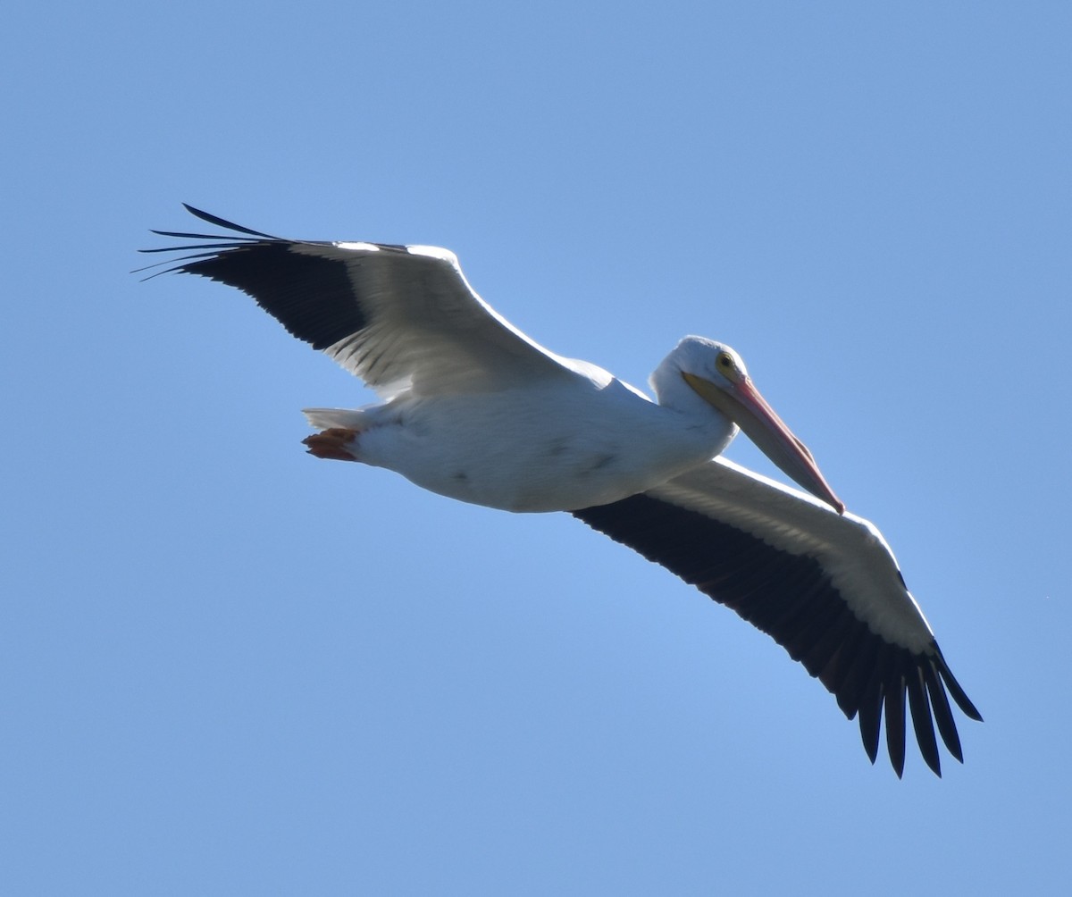 American White Pelican - Leonardo Guzmán (Kingfisher Birdwatching Nuevo León)