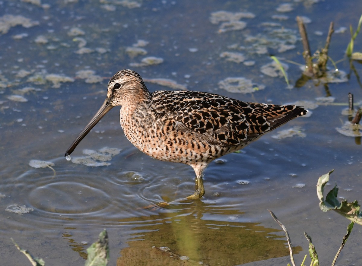 Short-billed Dowitcher - Andy Nguyen