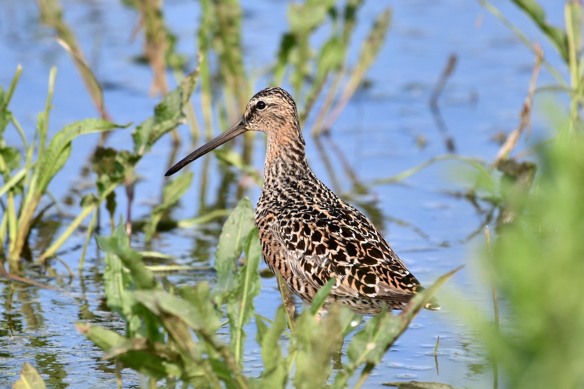 Short-billed Dowitcher - Andy Nguyen