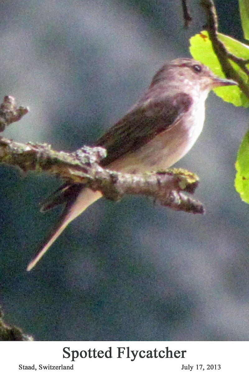 Бөртөт намнаахай - ML526206711