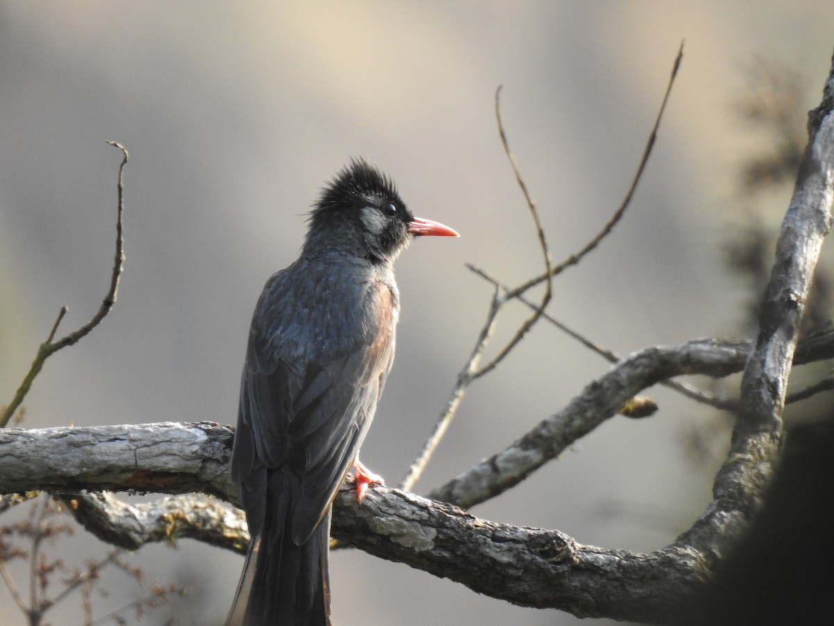 Black Bulbul - ML526206981