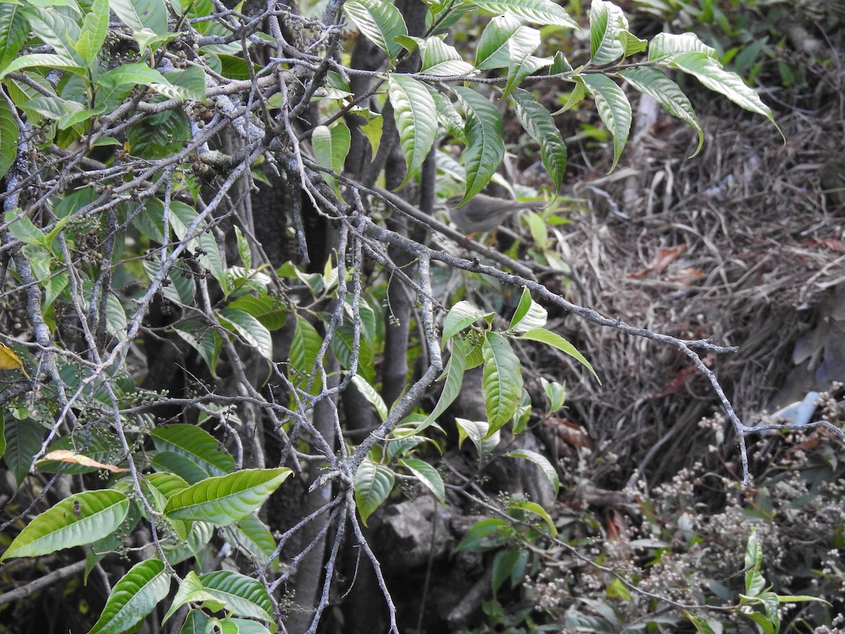 oiseau sp. - ML526207301
