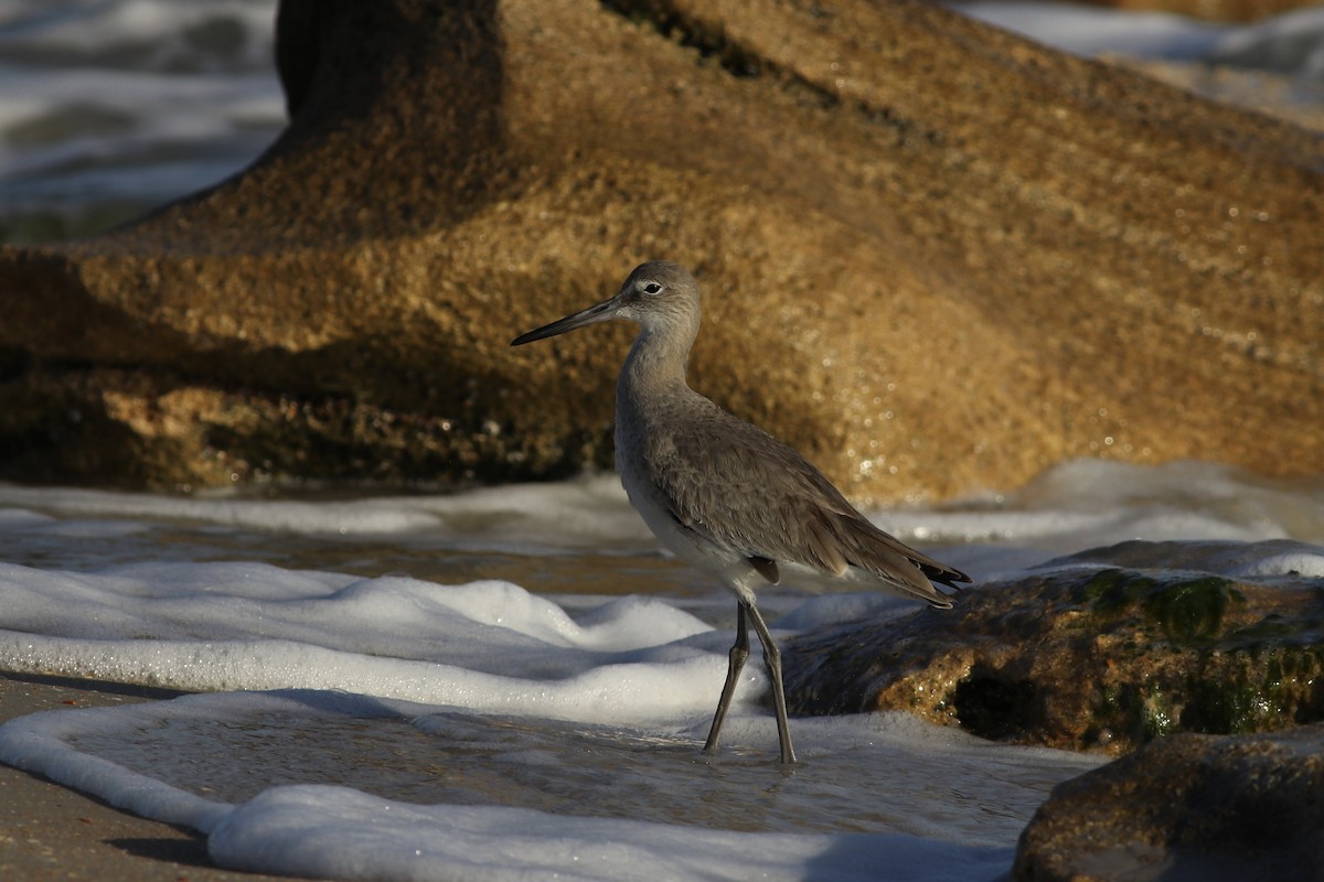 Willet - ML526207701