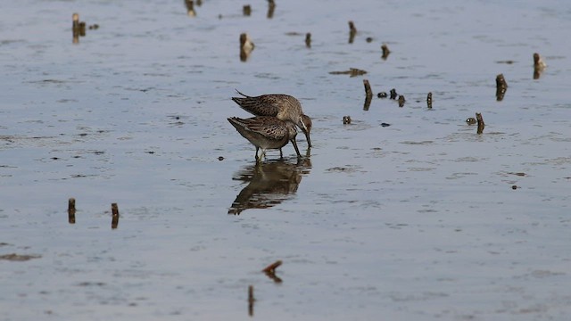 Long-billed Dowitcher - ML526208091