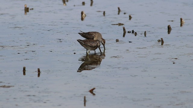 langnebbekkasinsnipe - ML526208091