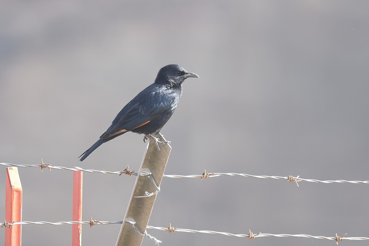 Tristram's Starling - Chiusi Alessio Pietro