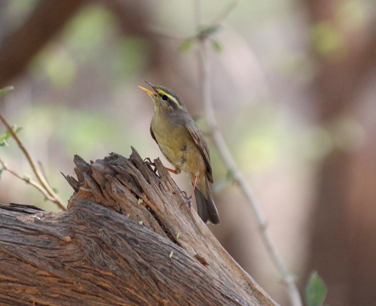 Mosquitero del Pamir - ML52620951