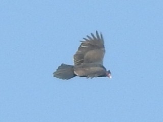 Turkey Vulture - ML526210091