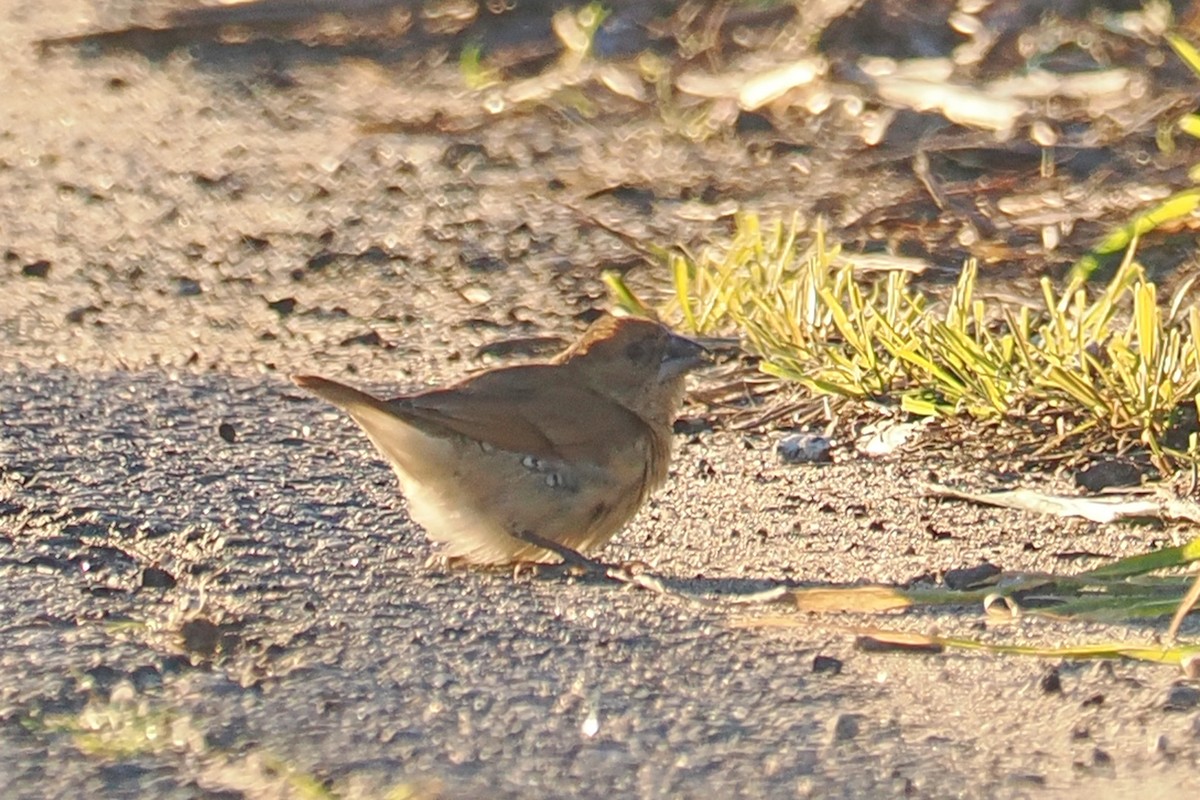 Scaly-breasted Munia - ML526210421