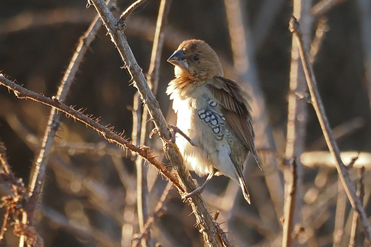 Scaly-breasted Munia - ML526210441