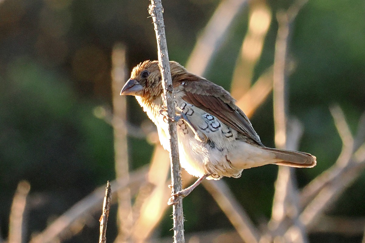 Scaly-breasted Munia - ML526210451