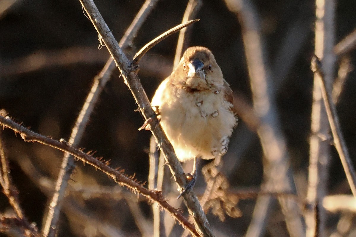 Scaly-breasted Munia - ML526210461