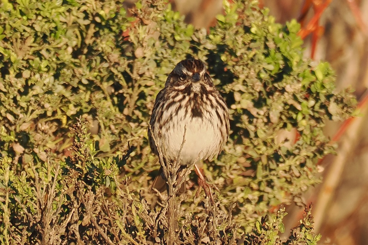 Song Sparrow - ML526210511