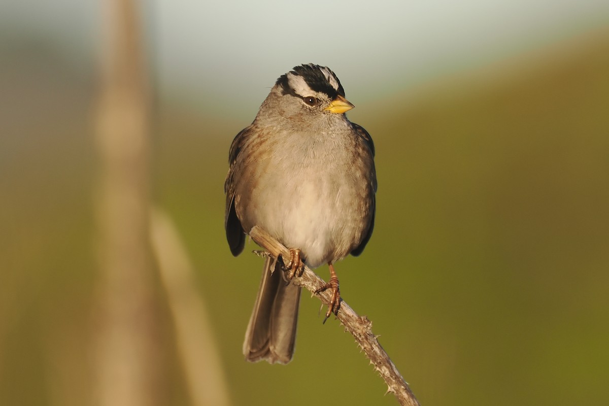 White-crowned Sparrow - ML526210551