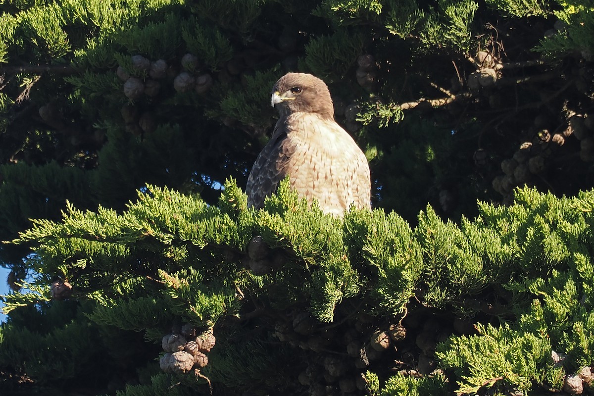 Red-tailed Hawk - Donna Pomeroy