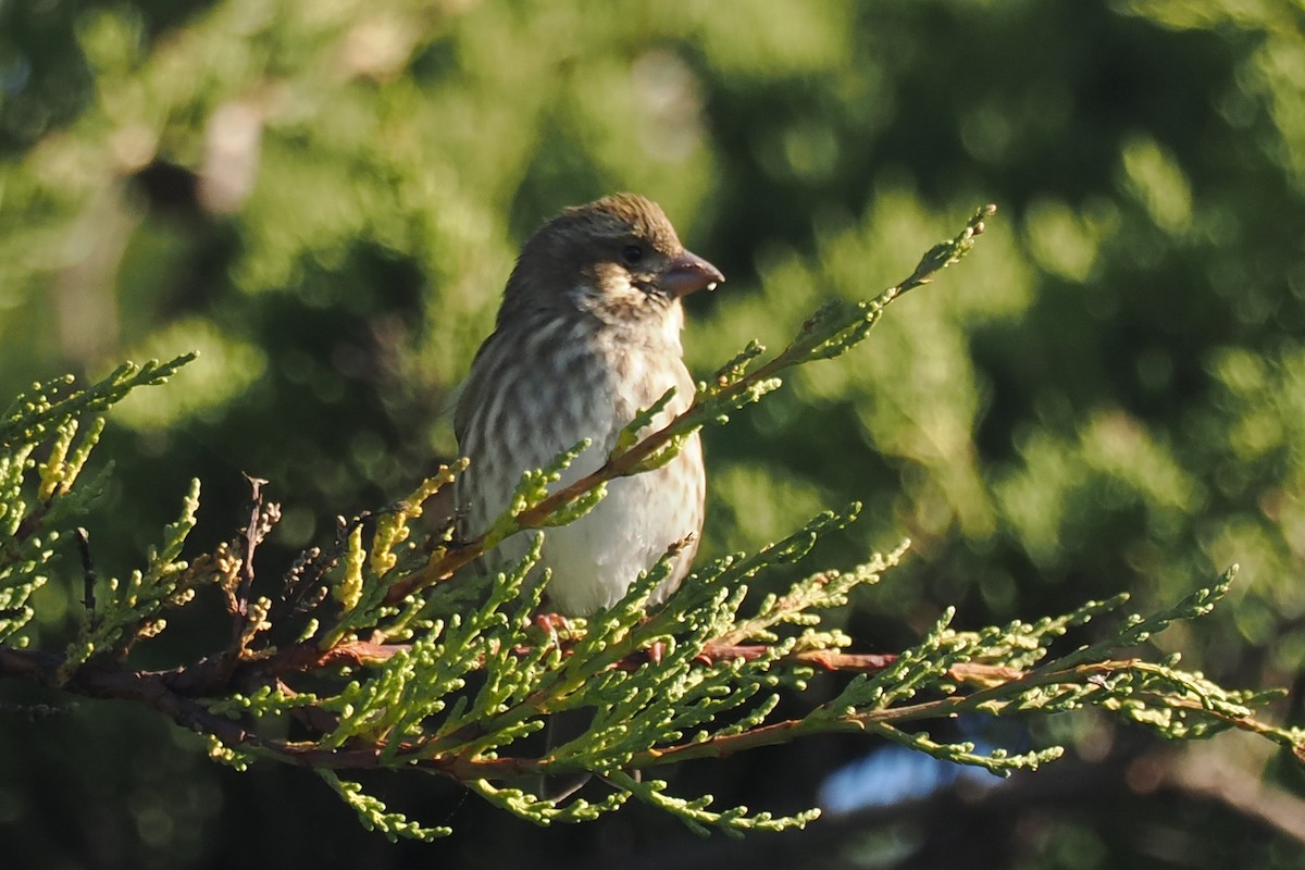 Purple Finch - ML526210761