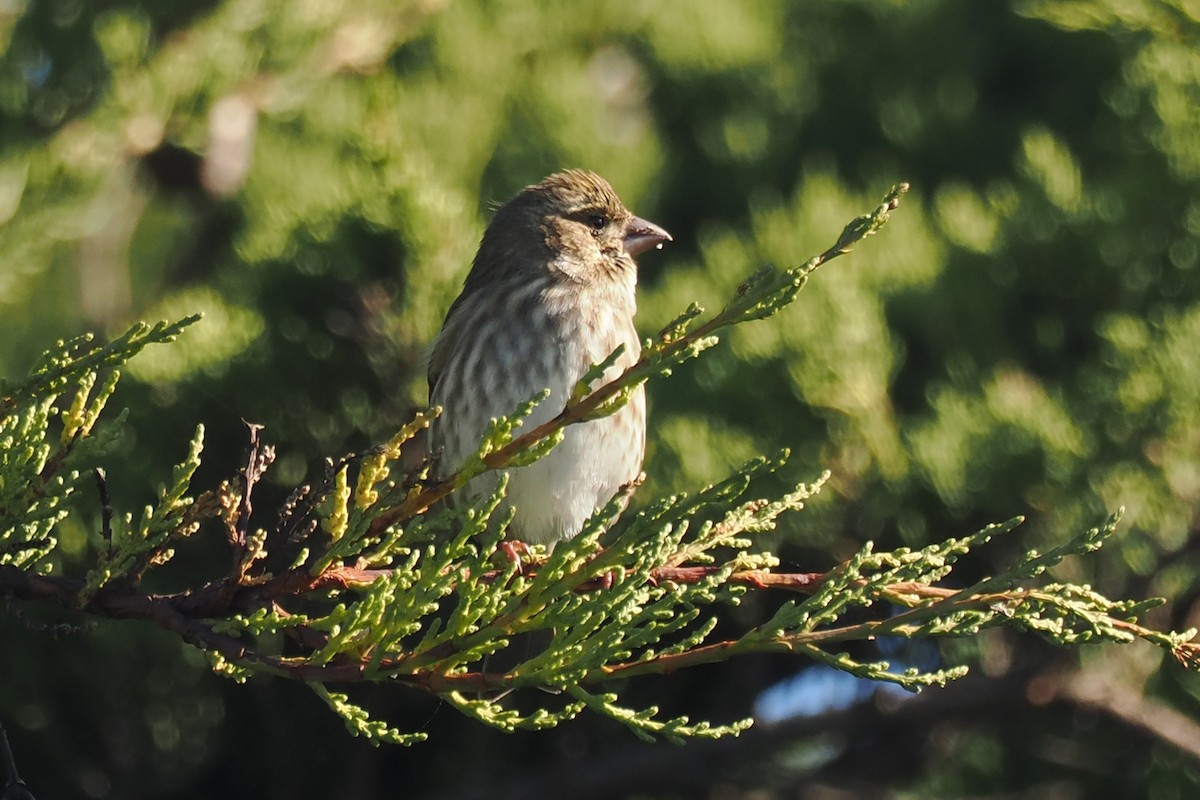 Purple Finch - ML526210781