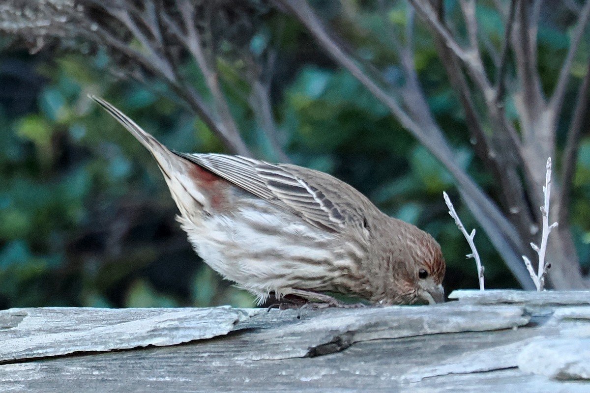 House Finch - ML526210921