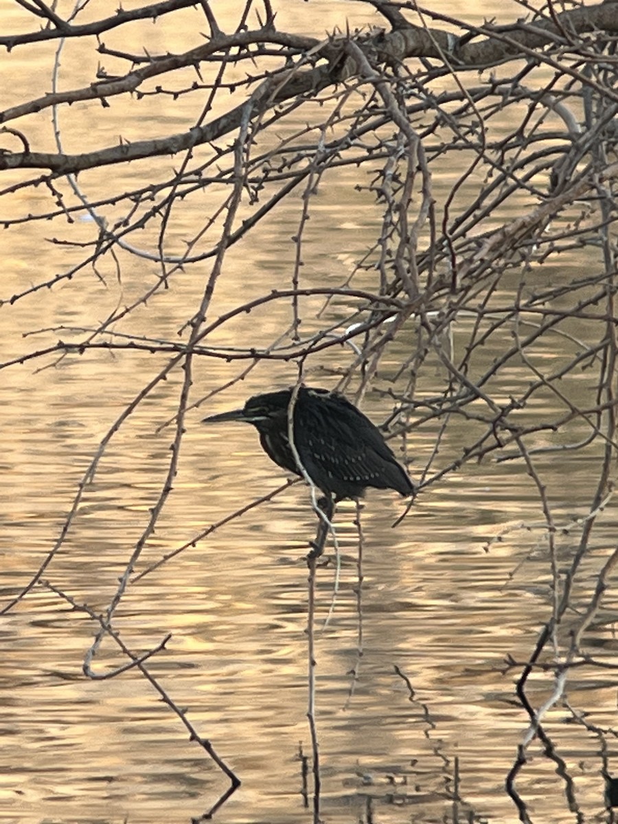 Striated Heron - John  Burnside