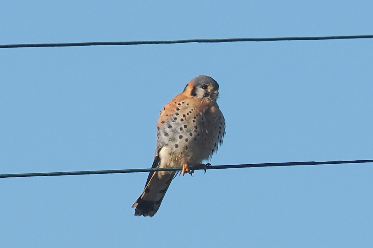 American Kestrel - ML526211881