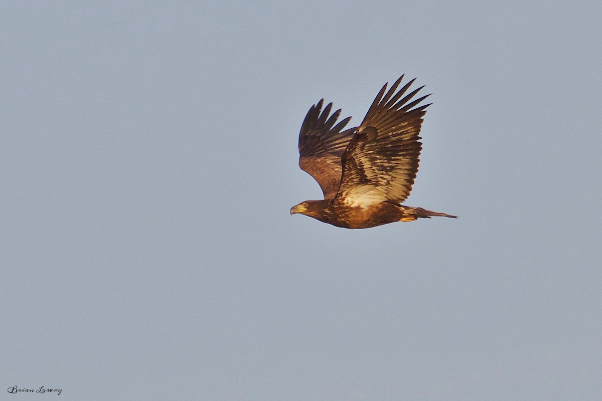 Bald Eagle - ML52621261