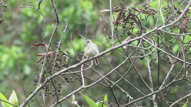 Planalto Tyrannulet - ML526212811