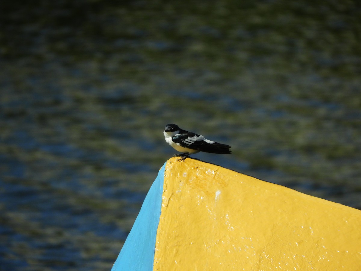 White-winged Swallow - Ana Verónica Arburúas