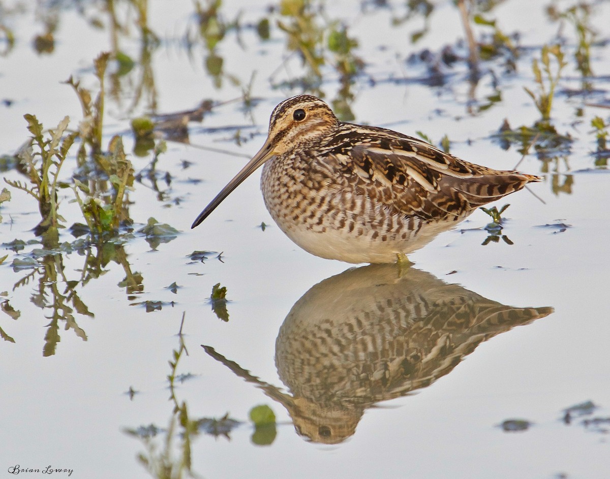 Wilson's Snipe - Brian Lowry