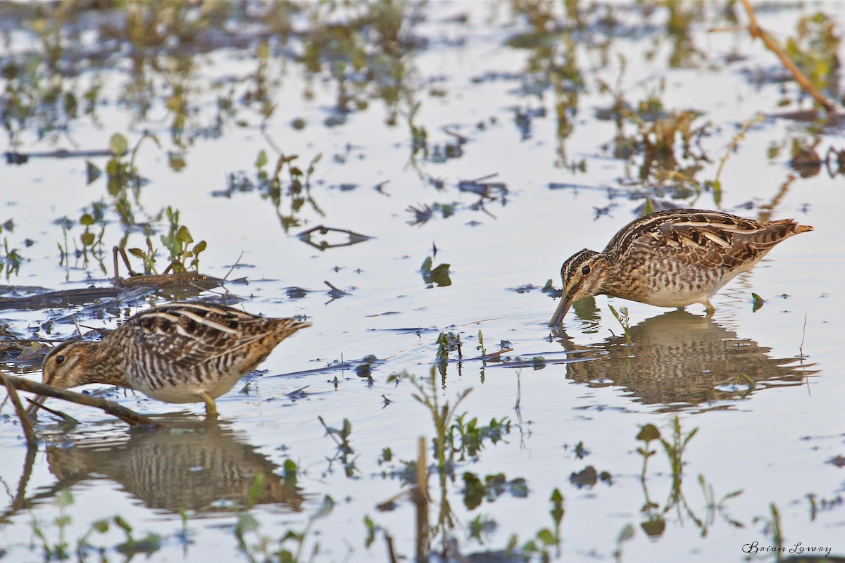 Wilson's Snipe - ML52621351