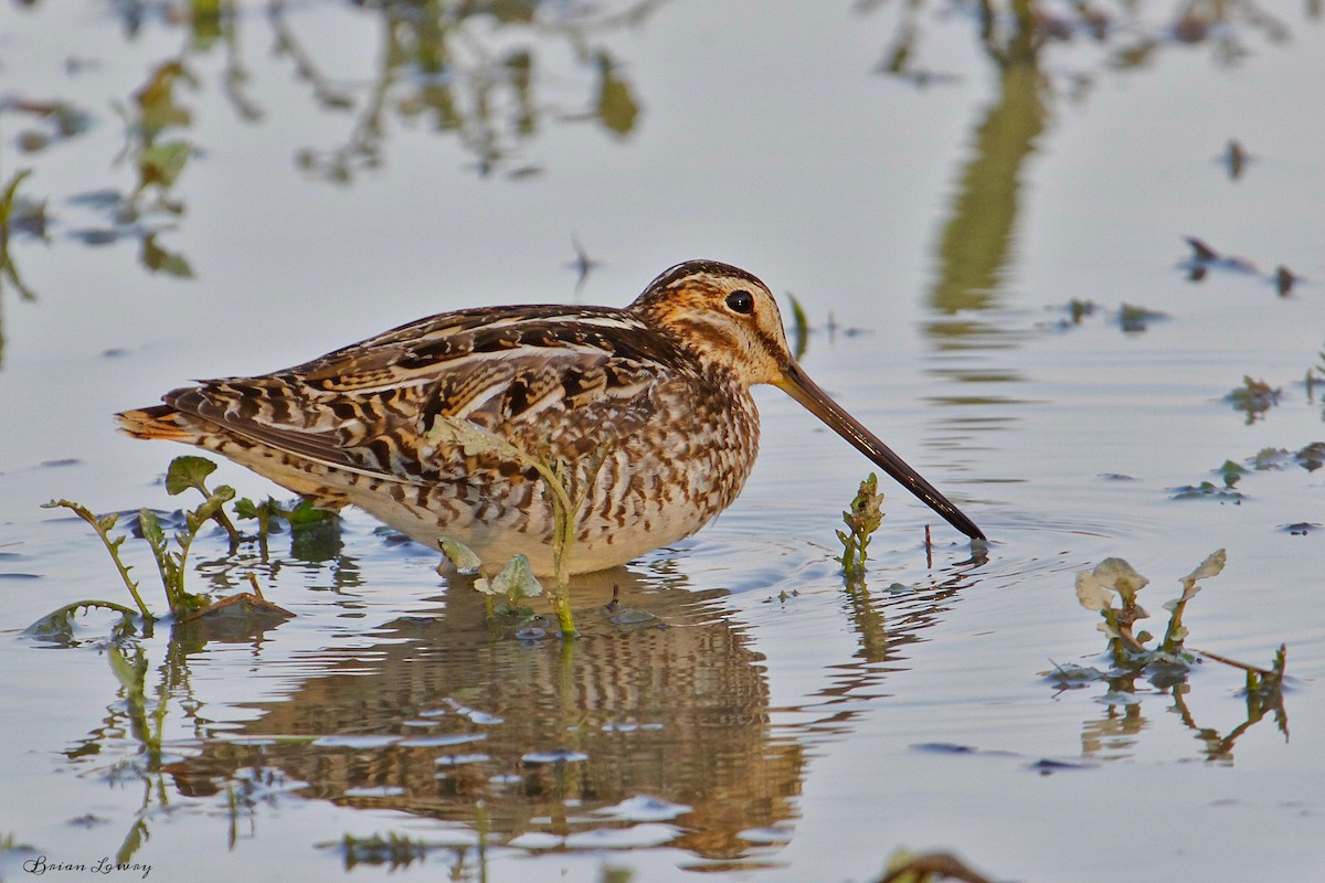 Wilson's Snipe - ML52621361