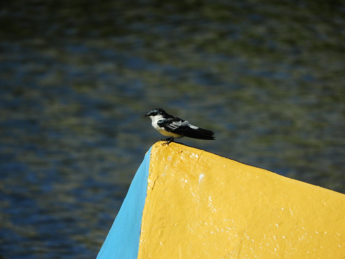 White-winged Swallow - Ana Verónica Arburúas