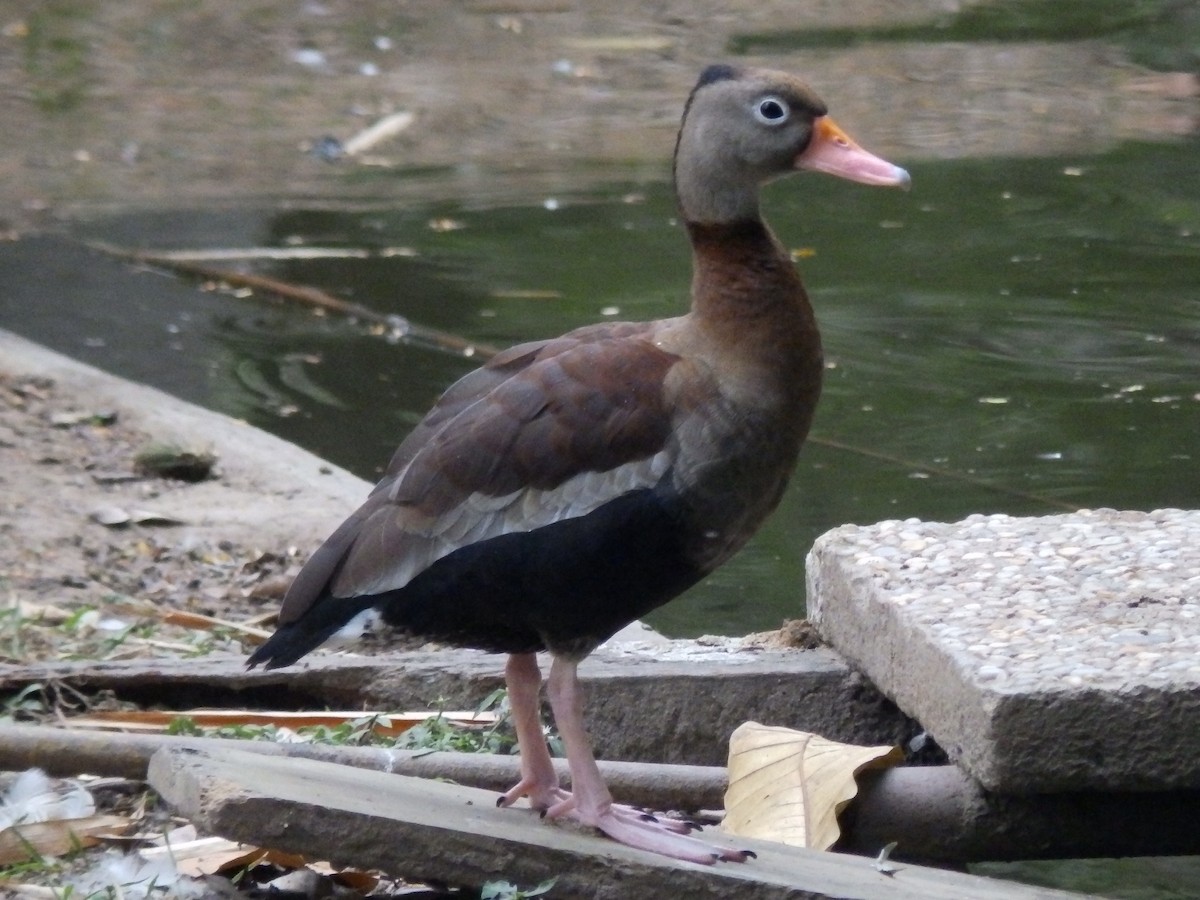Black-bellied Whistling-Duck - ML526213771